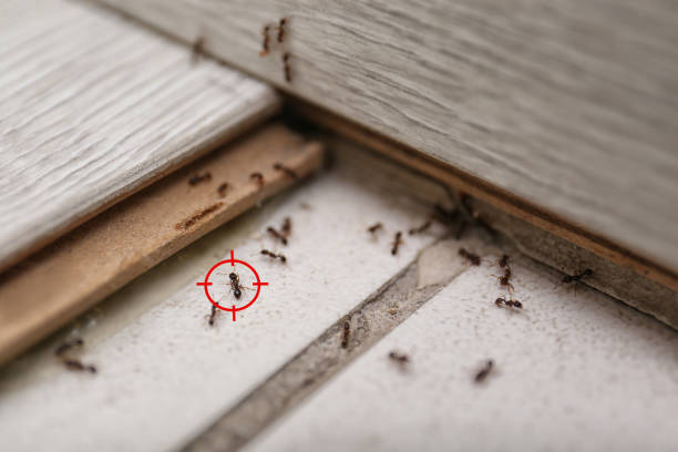 Best Pest Prevention Services  in Union, NJ
