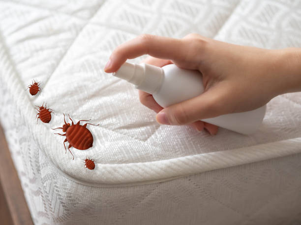 Reliable Union, NJ Pest Control Solutions