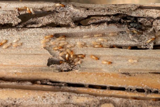 Best Insect Control  in Union, NJ