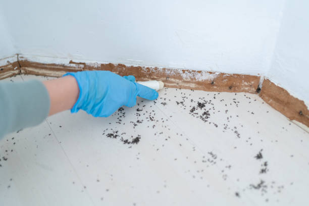 Best Rat Extermination Near Me  in Union, NJ